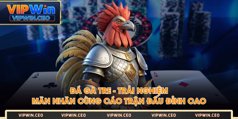 Đá Gà Tre - Trải Nghiệm Mãn Nhãn Cùng Các Trận Đấu Đỉnh Cao